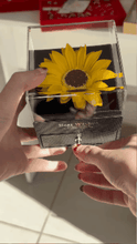 Cargar imagen en el visor de la galería, Anillo Abrazo de Madre + Cajita de Girasol